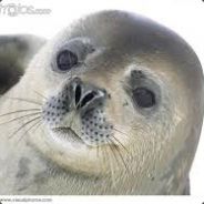 SEAL1122