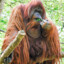 orangutang`