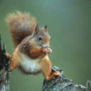 Joris E. - steam id 76561197961461918