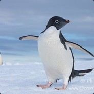 chaitanya132's Avatar