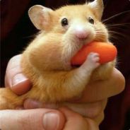 Hamster avatar