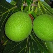 Breadfruit