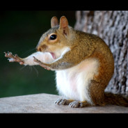 SuperSquirrel