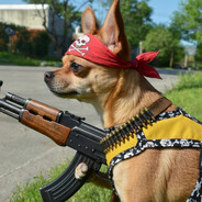 CHIHUAHUA ASESINO