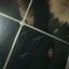 spinna Bandit.camp