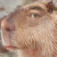 TheSorryCapybara