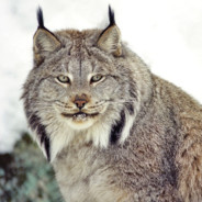 Lynx