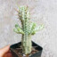 Cactus Erectus