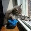 Cat_Sniper