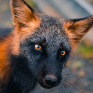 Shadow Foxu
