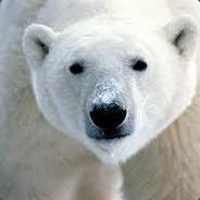 Polar