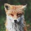 urban_fox