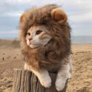 meoww