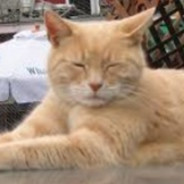 ✪ kiq DavidAlmeidaPrefeito2024's Avatar