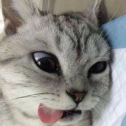 hmc