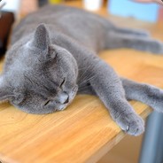 三叔家的猫