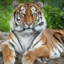tigrutzu 🐯's avatar