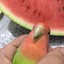 Watermelon Birb