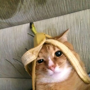 GUSTAVO