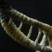 Frozsht
