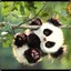 (=&#039; :&#039;)[O.K.]#Panda(=&#039; :&#039;)