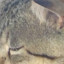 pistrelolelo