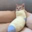 cat in a sock