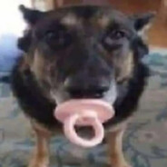 cachorro chupetão