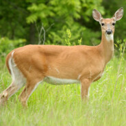 Whitetail