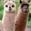 TheAlpaca27