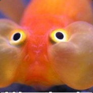 The Dumbass Fish With 200 Ping+