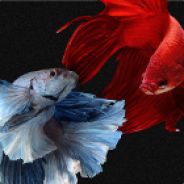 Delusibeta