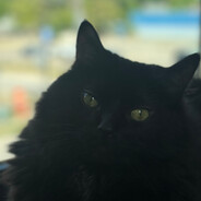 DraculaTheCatula