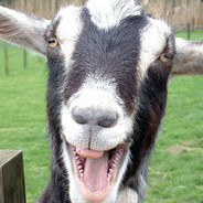 I goat you