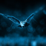 Collect1onN-'s Avatar