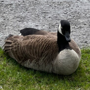 Quack Quack's Avatar