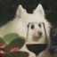 Samoyeahhh