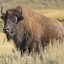 KNeel The Grass Bison