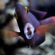 Communist Fish Tank