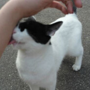 S͓̽E͓̽V͓̽E͓̽N͓̽₲