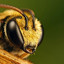 Пчела мёдожoпая