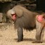 Braindead Baboon