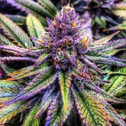HAZE666