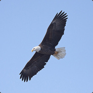 Eagle