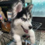 Husky_ZTB