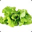 Bacon_Lettuce1