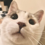 WhatTheFlip