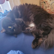 albert