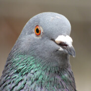 pigeon's Avatar
