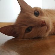Patata